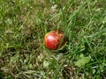 Ripe Apple lying in the grass