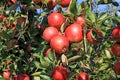 Ripe apple in orchard ready for picking