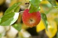 ripe apple orchard on the tree after morning rain Royalty Free Stock Photo