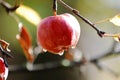 ripe apple orchard on the tree after morning rain Royalty Free Stock Photo