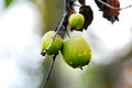 ripe apple orchard on the tree after morning rain Royalty Free Stock Photo