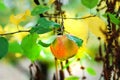 ripe apple orchard on the tree after morning rain Royalty Free Stock Photo