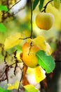 ripe apple orchard on the tree after morning rain Royalty Free Stock Photo