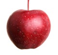 Ripe apple on the petiole. isolated on white Royalty Free Stock Photo