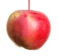 Ripe apple on the petiole. isolated on white Royalty Free Stock Photo