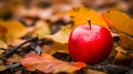 Apple amidst fall leaves