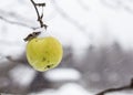 A ripe apple tree at appears, the last of the season, first snow Royalty Free Stock Photo