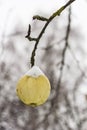 A ripe apple tree at appears, the last of the season, first snow Royalty Free Stock Photo