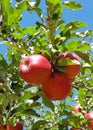 Ripe apple tree branch Royalty Free Stock Photo