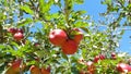 Ripe apple tree branch Royalty Free Stock Photo