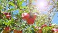 Ripe apple tree branch Royalty Free Stock Photo