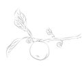 Ripe apple on tree branch with leaves, illustration. Autumn harvest. Outline drawing can be painted in any colors.