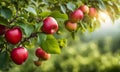Ripe apple tree in foreground, soft-focus garden Royalty Free Stock Photo