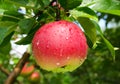 Ripe apple on the tree after the rain Royalty Free Stock Photo
