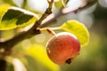 Ripe Apple on Tree