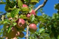 Ripe apples on an apple tree with a blurry background