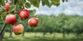 Ripe apples on apple tree branches in orchard, close up. Royalty Free Stock Photo