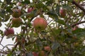 Ripe apples on apple tree. Apple fruits on the branch. Autumn garden landscape. Autumn nature close up. Gardening concept. Royalty Free Stock Photo