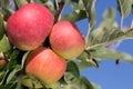 Ripe apples on an apple tree