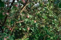 ripe apples on the apple tree