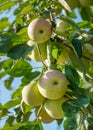 Ripe apples on apple tree in summer day. Organic fruit in the orchard garden close-up Royalty Free Stock Photo