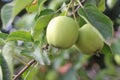 Ripe apples on apple-trees of green color