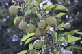 Ripe apples on apple-trees of green color