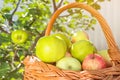 Green appples on the tree. Vine basket full of apples. Royalty Free Stock Photo
