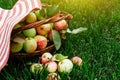 Ripe apples basket on green grass. A large harvest of delicious fruits. Royalty Free Stock Photo