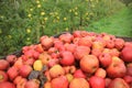 Ripe apples in the box and unripe apples are hanging on the trees in the orchard. Royalty Free Stock Photo