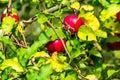 Ripe apples on a branch of apple tree.