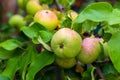 Ripe apples on the branches of an apple tree on a sunny august summer day. Royalty Free Stock Photo