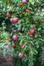 Ripe apples on the branches