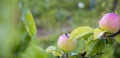 Ripe apples on branches. Red apples with green leaves hanging on tree in autumn garden and ready for harvest. Royalty Free Stock Photo