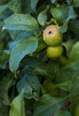 Ripe apples on branches. Red apples with green leaves hanging on tree in autumn garden and ready for harvest. Royalty Free Stock Photo