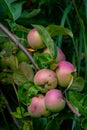 Ripe apples on branches. Red apples with green leaves hanging on tree in autumn garden and ready for harvest. Royalty Free Stock Photo