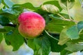 Ripe apples on branches. Red apples with green leaves hanging on tree in autumn garden and ready for harvest. Royalty Free Stock Photo