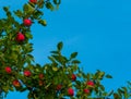 Ripe apples on branches. Red apples with green leaves hanging on tree in autumn garden and ready for harvest. Royalty Free Stock Photo