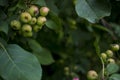 Ripe apples on branches. Red apples with green leaves hanging on tree in autumn garden and ready for harvest. Royalty Free Stock Photo