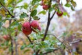 Ripe apples on branches. Red large apples with green leaves hanging on tree in autumn garden and ready for harvest Royalty Free Stock Photo