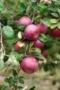 Ripe apples on the branches of a tree in the garden. Selective focus.