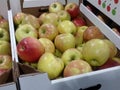 Apples in cardboard boxes for storage and transportation