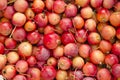 Ripe apples colorful bunch.