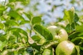 Ripe apples covered with raindrops Royalty Free Stock Photo