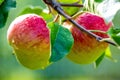 Ripe apples with dew drops on a tree in Germany Royalty Free Stock Photo