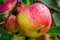 Ripe apples with dew drops on a tree in Germany Royalty Free Stock Photo