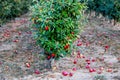 Ripe apples fallen in an apple orchard, shallow dof