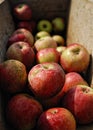 Ripe apples for fresh cider