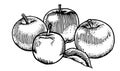 Ripe apples. Garden fruits. Black and white drawing. Hand Made. Hand drawing. Engraving. Pencil, felt-tip pen and mascara.