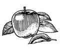 Ripe apples. Garden fruits. Black and white drawing. Hand Made. Hand drawing. Engraving. Pencil, felt-tip pen and mascara.